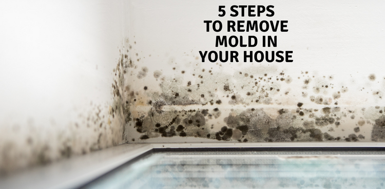 5 Steps to Remove Mold in Your House | RMR Brands Mold Products