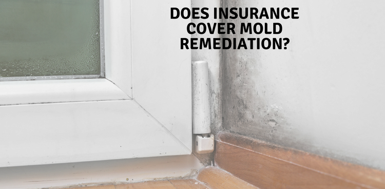 When is Mold Remediation Covered by Insurance?