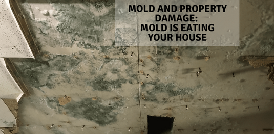 Mold and Property Damage: Mold is Eating Your House | RMR Solutions