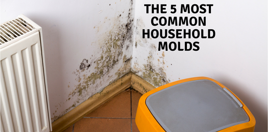 The 5 Most Common Household Molds and How to Fight Them