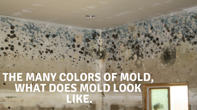 The Many Colors of Mold, What Does Mold Look Like