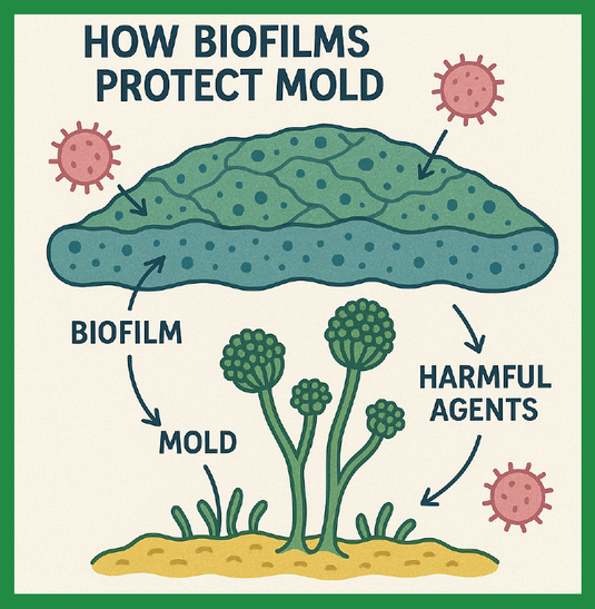 Restore and Biofilm